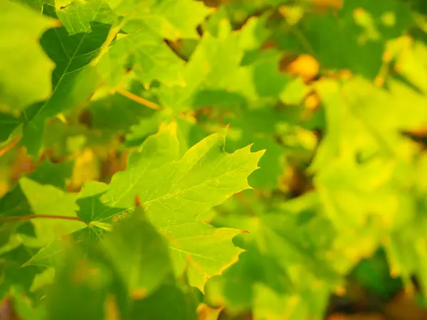 Verse esdoorn bladeren zijn groen. Bask in de zon. Een close-up. Groene bladeren op esdoorn boom — Stockfoto