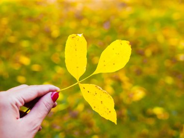 Bir elde sarı yaprak. Sonbahar doğasının arka planına karşı. Bir elde sonbahar sarı yaprağı. Bulanık bokeh ışığıyla. Sonbahar geldi. Yılın zamanı.