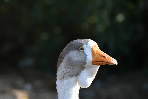 Cabeza de gallina. Cabeza de ganso de cerca. ganso gris —  Fotos de Stock