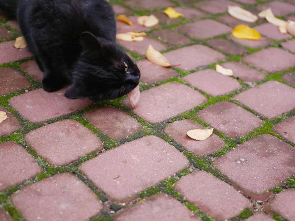 Zwarte kat eet buiten. Kat eet vers voedsel buiten. Een stuk vlees voor kata. — Stockfoto