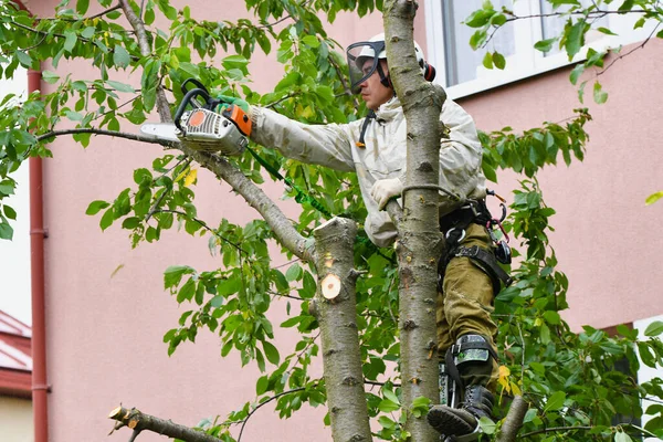 Muž nahoře řeže strom. Lana, která člověka podpírají, řežou strom. Propracovaný lanový systém na podporu člověka, který kácí strom. Místo pro psaní. Bezpečnostní síť. — Stock fotografie