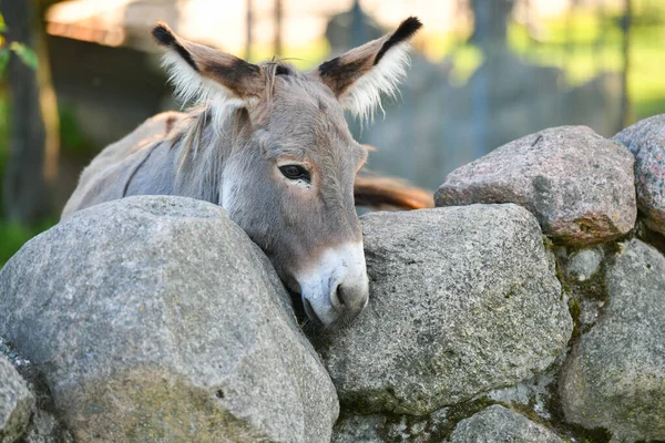 donkey head funny gray donkey domesticated member of the horse family