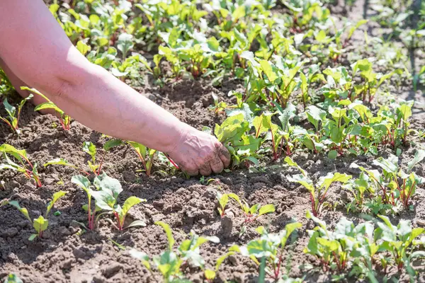 A nő a farmon dolgozik. a perzselő nap alatt. szárazföldi fizikai munka. Kertészkedés — Stock Fotó