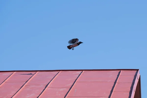 Ворона на крыше дома. Красная крыша против голубого неба. Ворона. Ворона на крыше дома ночью — стоковое фото
