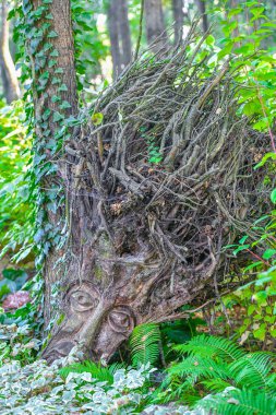 Ağaç köklerinden yapılmış bir kafa. Tahtadan yapılmış el sanatları. el işi..