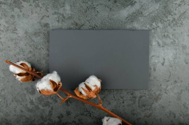 Siyah arka planda pamuk çiçeği. Yazı için yer. Siyah arkaplanda pamuk topları. 