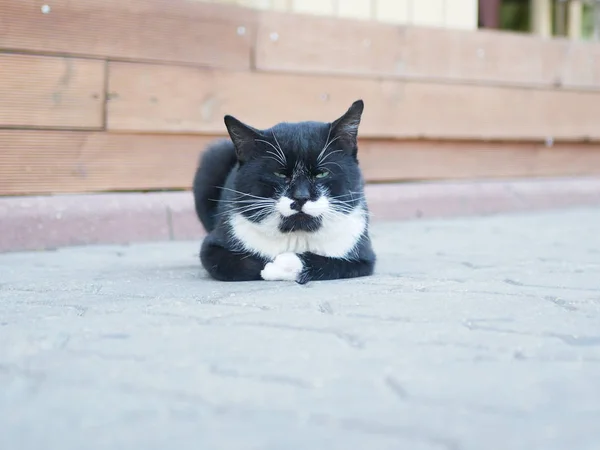 Gato preto e branco encontra-se nas lajes de pavimentação. a olhar para a câmara. longo bigode branco — Fotografia de Stock