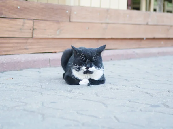 Fekete-fehér macska fekszik a járdán. Nézz a kamerába. hosszú fehér bajusz — Stock Fotó