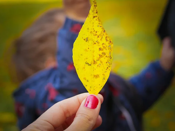 Feuille jaune dans une main. dans le contexte de la nature automnale. Feuille jaune d'automne dans une main. Avec lumière floue de bokeh. L'automne est arrivé. période de l'année — Photo