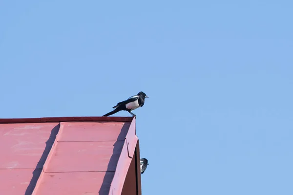Corvo sul tetto della casa. tetto rosso contro cielo blu. Corvo. Un corvo sul tetto di una casa di notte — Foto Stock