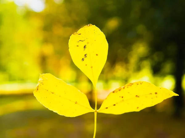 Желтый лист в руке. на фоне осенней природы. Осенний жёлтый лист в руке. С размытым боком света. Пришла осень. время года — стоковое фото