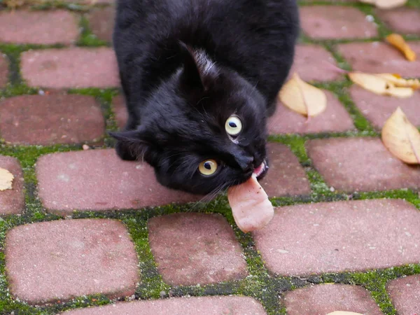 Black cat eats outdoors. Cat eats fresh food outdoors. A piece of meat for kata. — Stock Photo, Image