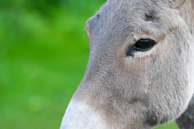 Eşek kafalı komik gri eşek. At ailesinin evcilleştirilmiş üyesi.