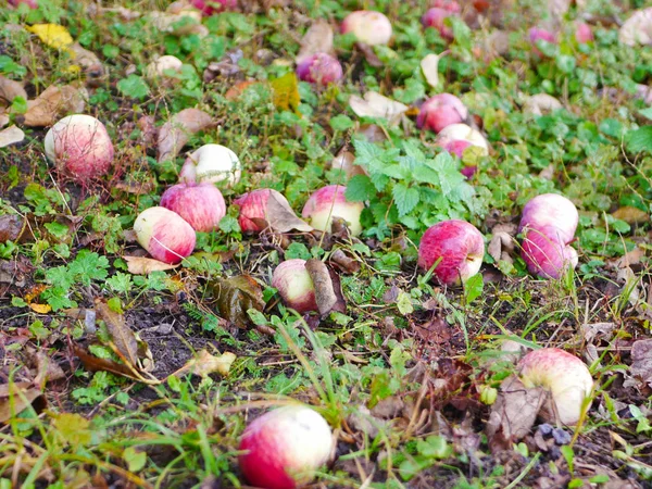 Opuštěná jablka na trávě. Jablka se nesklízejí. Zemědělství je uzavřeno. Místo pro zápis. — Stock fotografie
