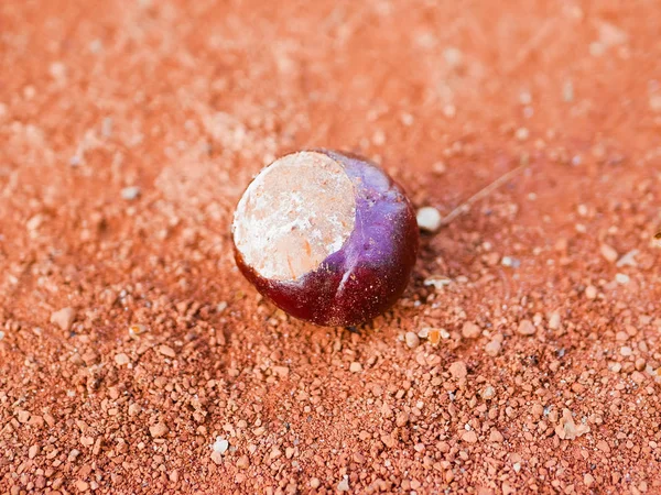 Kastanien auf orangefarbenem Hintergrund. Nahaufnahme. Herbstzeit — Stockfoto