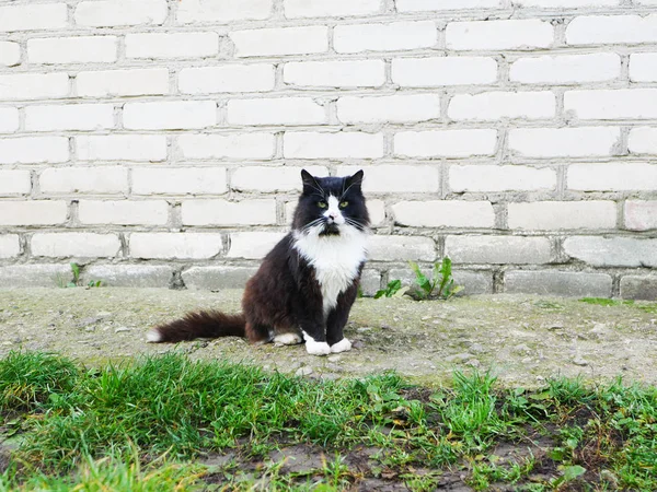 버려진 고양이. 결막염을 가진 고양이를 버리고 떠났지. 집없는 동물 — 스톡 사진