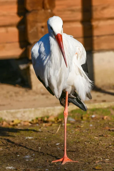 Storkfågel. stående på ett ben. i soligt väder. rödnäbb — Stockfoto
