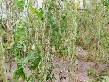 Kuru bir çalılıkta çürüyen domatesler. Kayıp tarım mahsulü. Domates enfeksiyonu. Domates kıtlığı. Tarım ekimi terk edilmiş ve güneşten çürümüş.. 