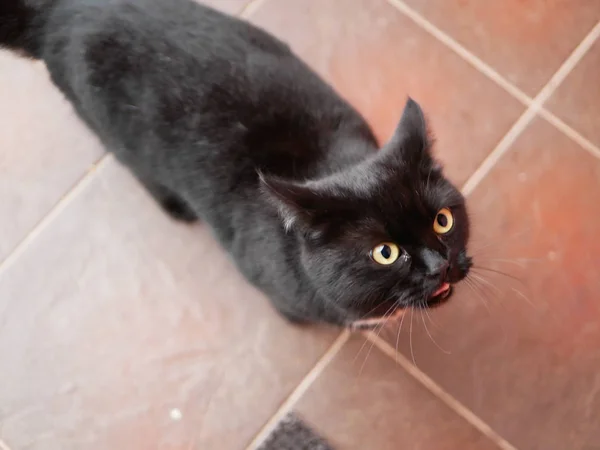 Black cat asks for food. Mystical black cat on the tile. A thin black stray cat asks for food. Black panther on a tile road.