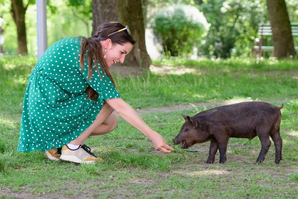 Kız küçük bir domuzu besliyor. Yeşil bir çayırda. Sürdürülebilirlik kavramı, doğa sevgisi, barışa saygı ve hayvanlara sevgi. Ekolojik, Biyolojik, Vegan, Vejetaryen