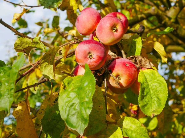 Röda äpplen på ett träd i soligt väder. Fruktträd med mogna röda äpplen på plantagen en solig sommardag. Gård för odling av äpplen. Lyckliga skördar. Läckra hemmagjorda äpplen. Naturlig produkt. — Stockfoto