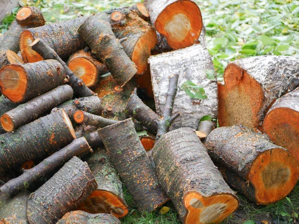 Conceito de derrubada de árvores. Desflorestação. Imagem conceitual do desmatamento constituída por árvores florestais cortadas . — Fotografia de Stock
