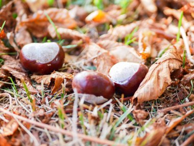 Kestaneler yeşilliğe yakın çekim. Taze kestanelerle sonbahar kompozisyonu ve sonbahar yaprakları.