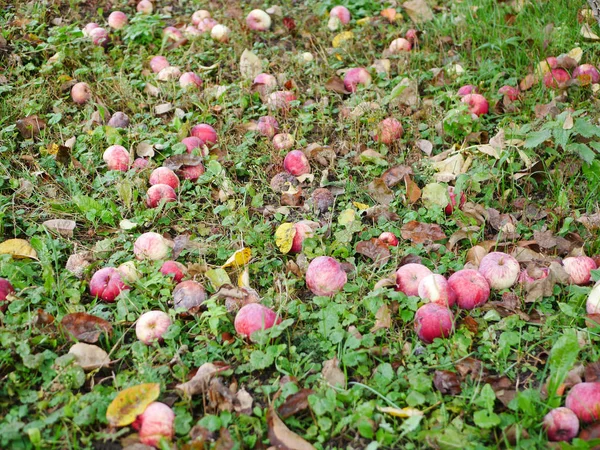 Äpfel auf dem Gras liegen gelassen. Äpfel werden nicht geerntet. Die Landwirtschaft ist geschlossen. Platz zum Schreiben. — Stockfoto