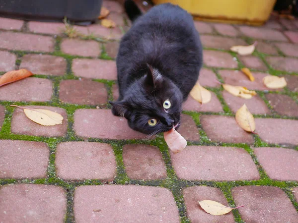 Gato preto come ao ar livre. O gato come comida fresca ao ar livre. Um pedaço de carne para kata . — Fotografia de Stock
