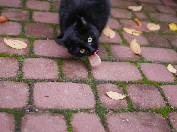 Zwarte kat eet buiten. Kat eet vers voedsel buiten. Een stuk vlees voor kata. — Stockfoto