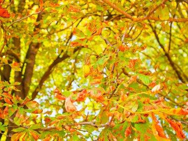 Sarı sonbahar yaprakları kaybolur. Parkta renkli yapraklar var. Sonbahar mevsimi konsepti.