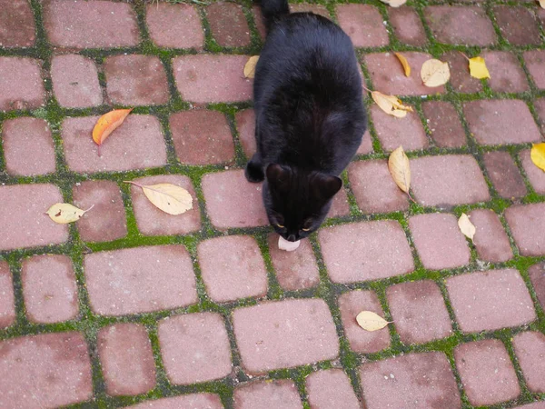 Gato preto come ao ar livre. O gato come comida fresca ao ar livre. Um pedaço de carne para kata . — Fotografia de Stock