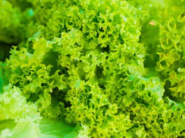 Yeşil salata yakın plan. lahana salatası. Taze yeşil salata..