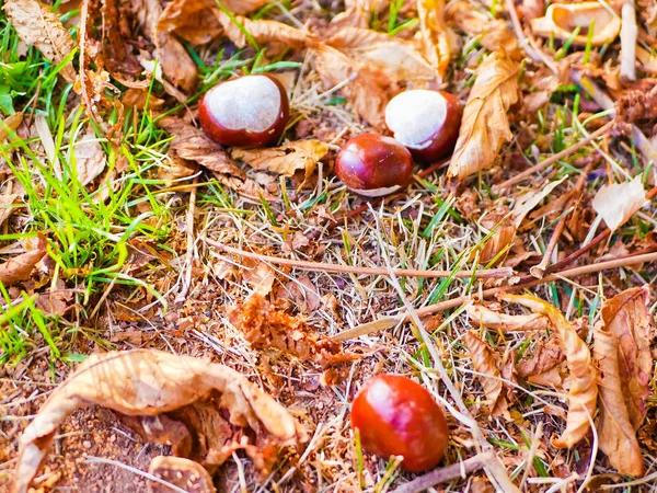 Kaštany na olistění zblízka. podzimní složení s čerstvými kaštany a podzimním listím. — Stock fotografie