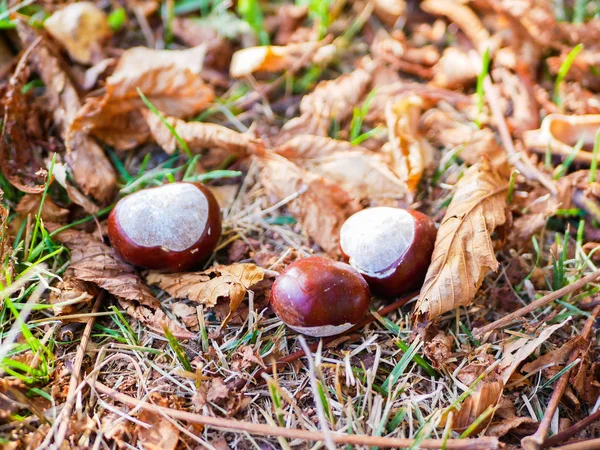 Kastanien auf Laub aus nächster Nähe. Herbstkomposition mit frischen Kastanien und Herbstlaub. — Stockfoto