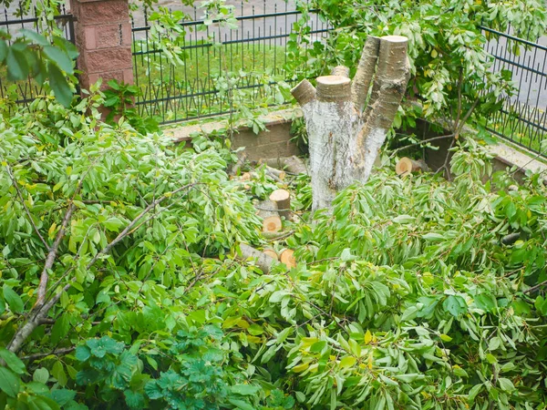 Κομμένα κλαδιά με φύλλωμα σε ιδιωτικό οικόπεδο. κοπή δέντρων στην περιοχή. — Φωτογραφία Αρχείου