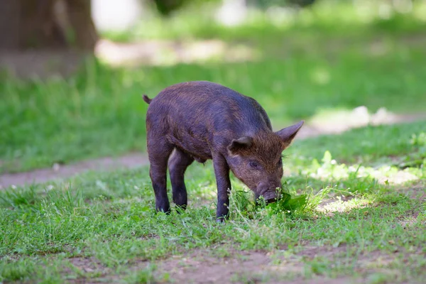 little dark pig. Cute little black pig walks on a puddle, eating grass, love of nature, vega. Dark pig