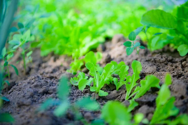 Zwiebelsalat. Grünflächen im Garten. grüne Zwiebeln und Salat im Garten. gesunde Ernährung — Stockfoto