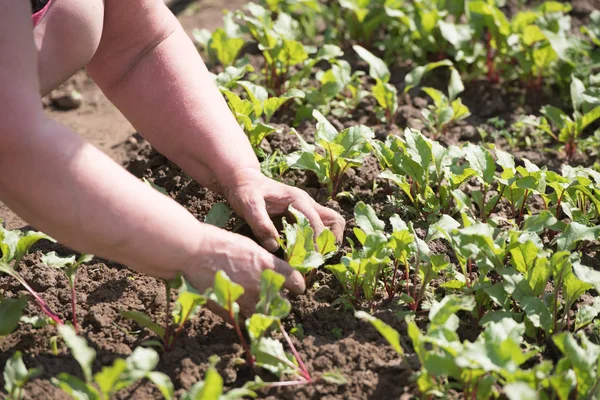 A nő a farmon dolgozik. a perzselő nap alatt. szárazföldi fizikai munka. Kertészkedés — Stock Fotó