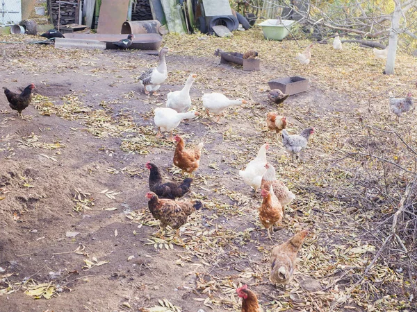 鶏やガチョウのホームファーム。エコ・ミートだかわいい農場の動物-ガチョウと鶏 — ストック写真