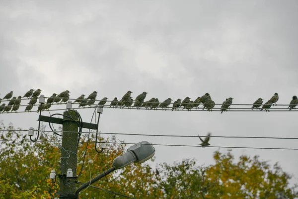 Hejno špačků sedí na drátě. Migrace ptáků. — Stock fotografie