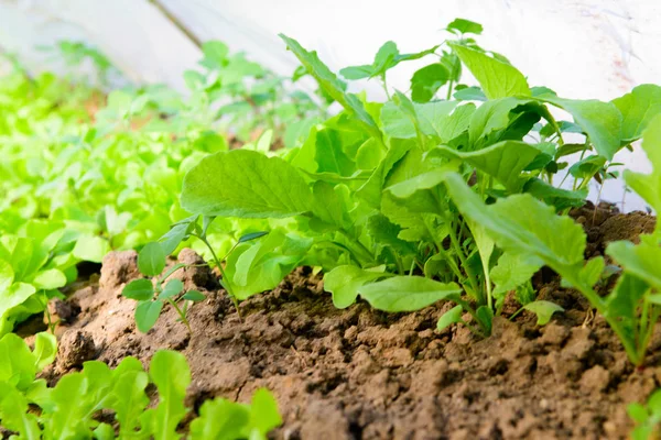 Zöldséget termesztek egy üvegházban. ökoélelmiszer. A hölgy zöld. káposzta hagymával — Stock Fotó