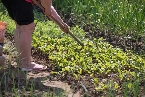 Femme travaille dans une plantation. Mains d'une femme moissonneuse et cultivant la terre. sur la plantation — Photo