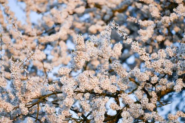 Blooming apple tree. at sunny sunset. tree of white flowers. against the sky — Stock Photo, Image