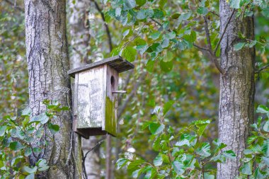 Ağaçtaki ahşap kuş evi. Ağaçtaki ahşap kuş yuvası, yaklaşın. Kamu parkındaki ağaçta ahşap kuş evi.