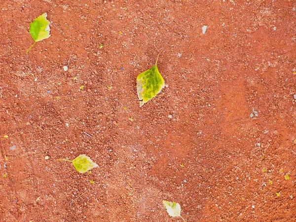 Folhagem verde sobre um fundo laranja. fundo de verão. Folhas brilhantes em um fundo abstrato. design criativo. close-up — Fotografia de Stock