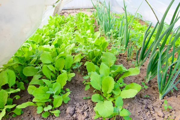 Cultiver des légumes dans une serre. la nourriture écologique. Madame est verte. chou aux oignons — Photo