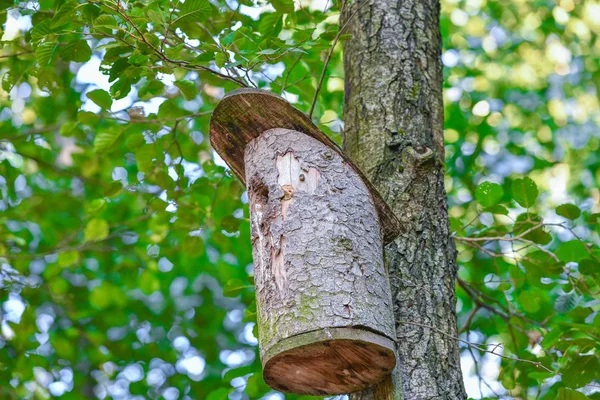Dřevěná ptačí budka na stromě. Dřevěná ptačí budka na stromě, zblízka. Dřevěná ptačí budka na stromě ve veřejném parku — Stock fotografie