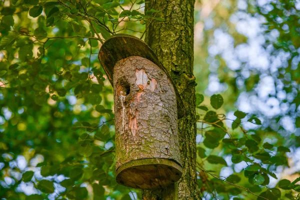Dřevěná ptačí budka na stromě. Dřevěná ptačí budka na stromě, zblízka. Dřevěná ptačí budka na stromě ve veřejném parku — Stock fotografie