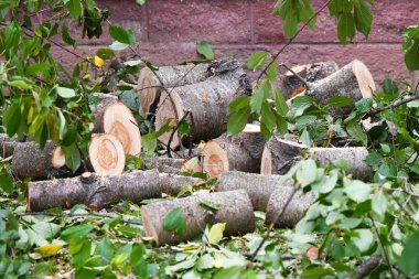 Taze kütükler. Yakın plan. Taze odun. Eko Ormanı. Taze kesilmiş kütükler ve kütükler. Yakacak odun kesiyorum. Taze kesilmiş kütükler ve ağaç halkaları. Kesim dokusu. Etrafında çubuklar, kıymıklar ve kökler